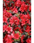 Рододендрон японский Хот Шот Вариегата | Rhododendron Hot Shot Variegata | Рододендрон японський Хот Шот Варієгата